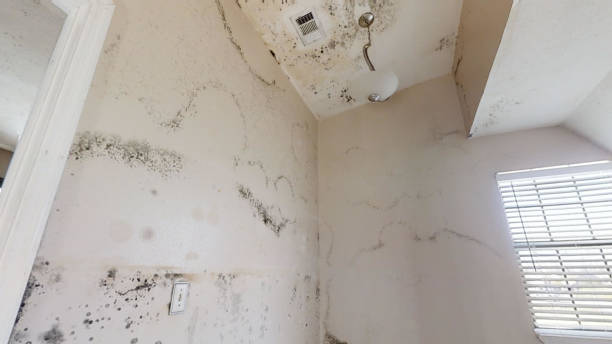 Best Air Quality Testing for Mold Spores  in Warren Af, WY