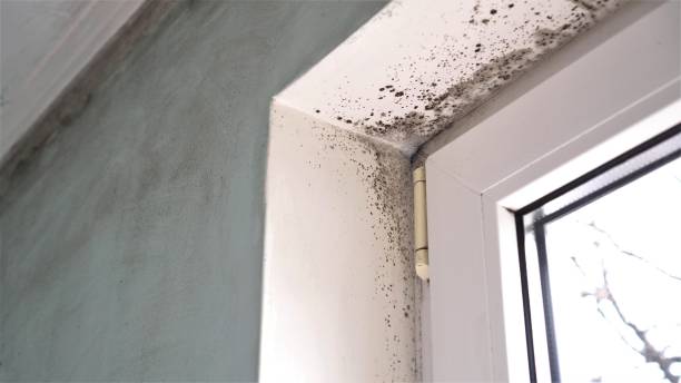 Best Mold Remediation for Healthcare Facilities  in Warren Af, WY