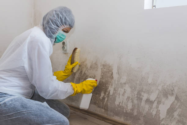 Best Industrial Mold Remediation  in Warren Af, WY
