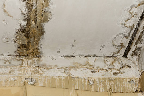 Best Attic Mold Removal  in Warren Af, WY