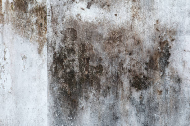 Best Forensic Mold Investigation  in Warren Af, WY