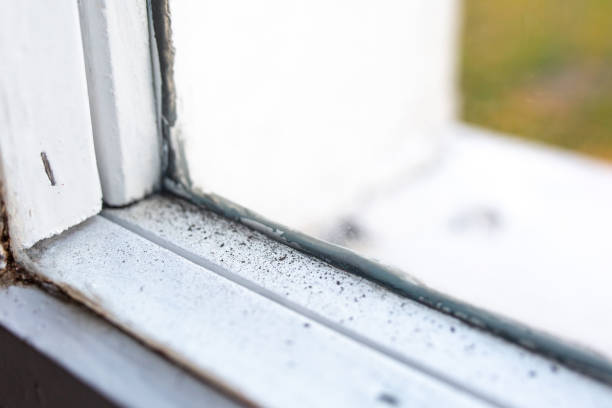  Warren Af, WY Mold Removal Pros