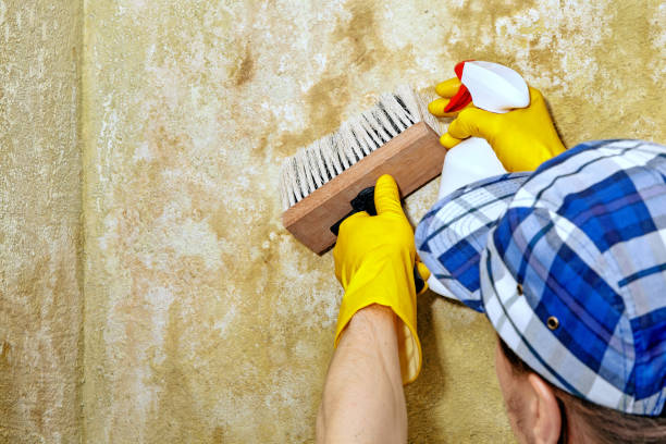 Best Mold Removal for HVAC Installations  in Warren Af, WY