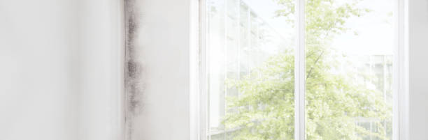 Mold Removal for HVAC Installations in Warren Af, WY