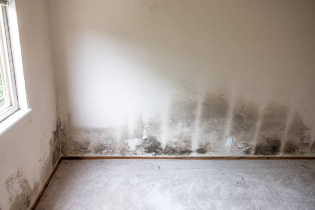 Mold Remediation for Vacation Homes in Warren Af, WY