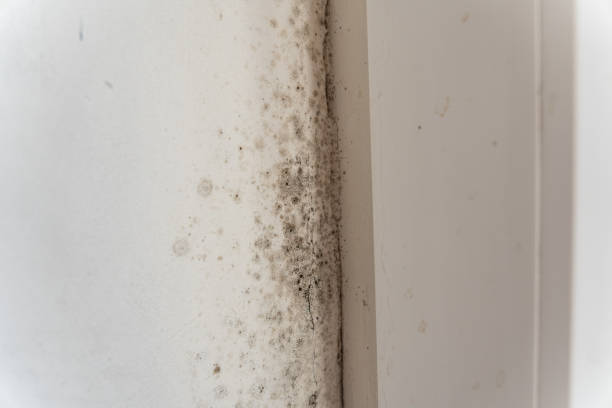 Best Comprehensive Air Testing for Mold Contaminants  in Warren Af, WY