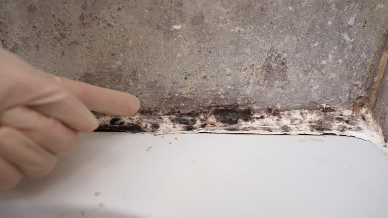Best Mold Remediation for Vacation Homes  in Warren Af, WY