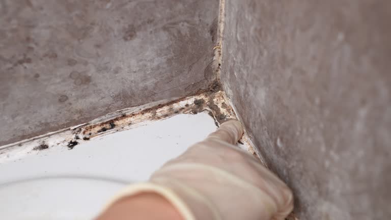 Best Mold Damage Restoration  in Warren Af, WY