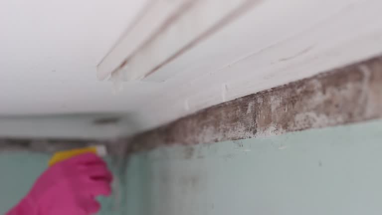 Reliable Warren Af, WY Mold Removal Solutions
